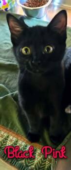 Black Pink -  Domestic Short Hair Cat for Adoption in Bossier City, Louisiana - Black Pink | PetCurious