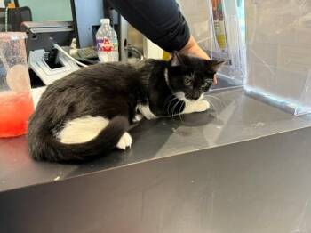 OREO -  Domestic Short Hair Cat for Adoption in Rowlett, Texas - OREO | PetCurious