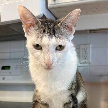 Yelena -  Domestic Short Hair Cat for Adoption in Fort Lauderdale, Florida - Yelena | PetCurious