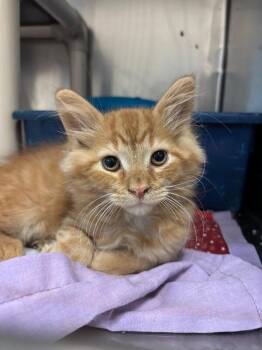 Fire -  Domestic Medium Hair Cat for Adoption in Saint Charles, Missouri - Fire | PetCurious