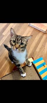 Puddy -  Domestic Short Hair Cat for Adoption in Wheaton, Illinois - Puddy | PetCurious
