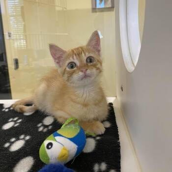 Everest -  Domestic Medium Hair Cat for Adoption in Beaumont, Texas - Everest | PetCurious