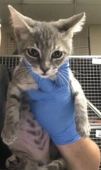 A432008 -  Domestic Short Hair Cat for Adoption in Conroe, Texas - A432008 | PetCurious