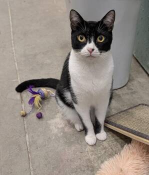 Jack -  Domestic Short Hair Cat for Adoption in Saint James City, Florida - Jack | PetCurious