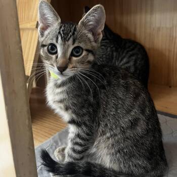 Brownie -  Domestic Short Hair Cat for Adoption in Yucca Valley, California - Brownie | PetCurious