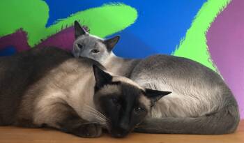 Siamese Cats Available for Adoption - Byron (W/ Shelley & Keats) | PetCurious