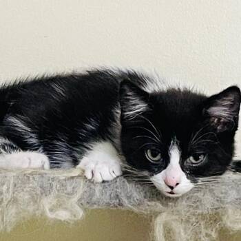 Eclair -  Domestic Short Hair Cat for Adoption in Sandy Springs, Georgia - Eclair | PetCurious