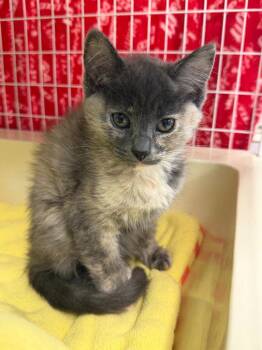 26-17 Quay -  Domestic Short Hair Cat for Adoption in St. Helens, Oregon - 26-17 Quay | PetCurious