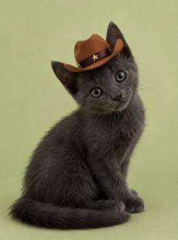 Tim McClaw 1261-26 -  Domestic Short Hair Cat for Adoption in Cumming, Georgia - Tim McClaw 1261-26 | PetCurious