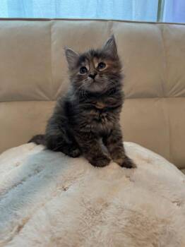 Kit Kat -  Domestic Long Hair Cat for Adoption in Lancaster, California - Kit Kat | PetCurious