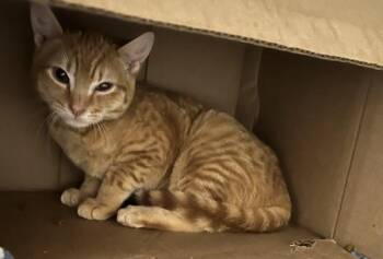 Domestic Short Hair Cats Available for Adoption - Mango | PetCurious