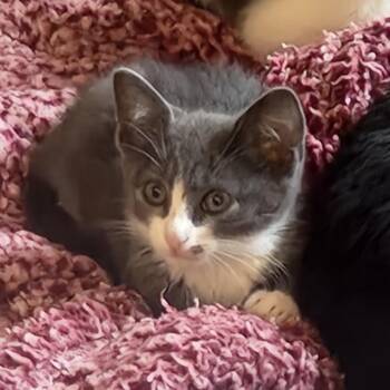 Domestic Short Hair Cats Available for Adoption in Prosper, Texas - Spot | PetCurious
