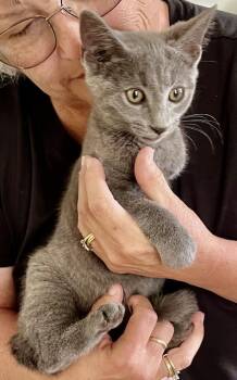 Bounce -  Domestic Short Hair and Russian Blue Cat for Adoption in Franklin, West Virginia - Bounce | PetCurious