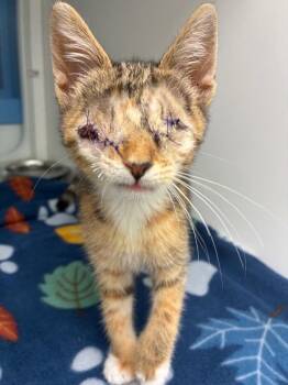 Boggs -  Domestic Short Hair Cat Available for Adoption in Hartsville, South Carolina - Boggs | PetCurious