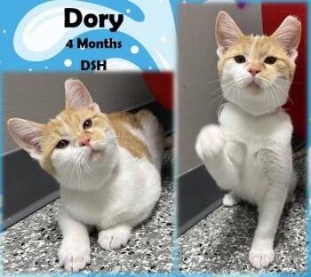 Rescue Domestic Short Hair Cats for Adoption in Franklin, Indiana - Dory | PetCurious