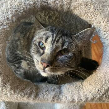 Rescue Domestic Short Hair Cats for Adoption in Buffalo, New York - Miley & Gracie | PetCurious