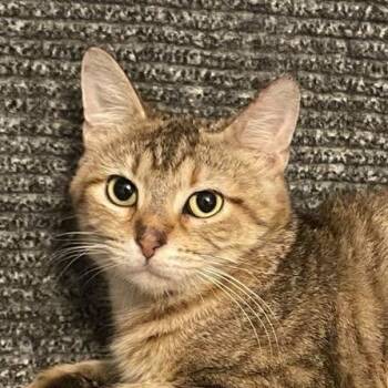 Fantasy -  Domestic Short Hair Cat for Adoption in Chicago, Illinois - Fantasy | PetCurious