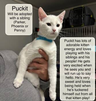 Puckit in fostercare (must be adopted with a sibling) -  Domestic Short Hair Cat for Adoption in Ellicott City, Maryland - Puckit In Fostercare (must Be Adopted With A Sibling) | PetCurious