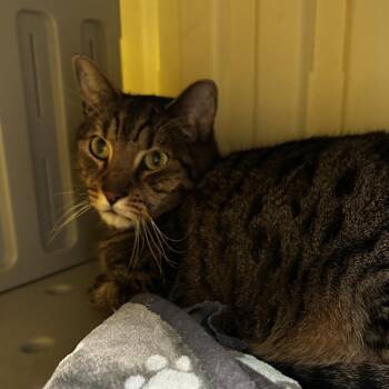 Domestic Short Hair Cats Available for Adoption - Whopper | PetCurious