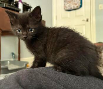 Domestic Short Hair Cats Available for Adoption in Reynoldsburg, Ohio - Victor | PetCurious
