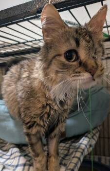 Minnie -  Tabby and Domestic Medium Hair Cat for Adoption in Hamilton, Ontario - Minnie | PetCurious