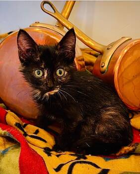 Rescue Domestic Short Hair Cats for Adoption in Boca Raton, Florida - Autumn | PetCurious