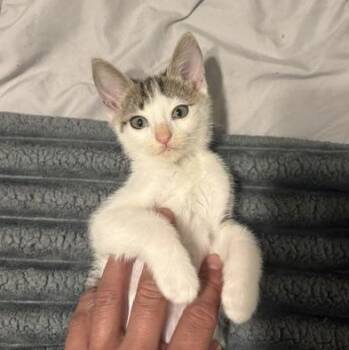 Johnny Cage (3.5 months) -  Domestic Short Hair Cat for Adoption in Los Angeles, California - Johnny Cage (3.5 Months) | PetCurious
