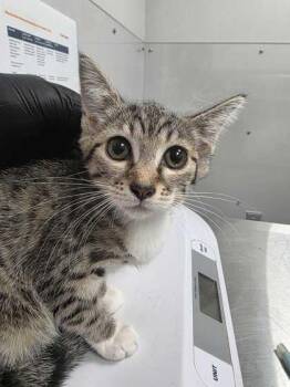 Fig -  Domestic Short Hair Cat for Adoption in Sevierville, Tennessee - Fig | PetCurious
