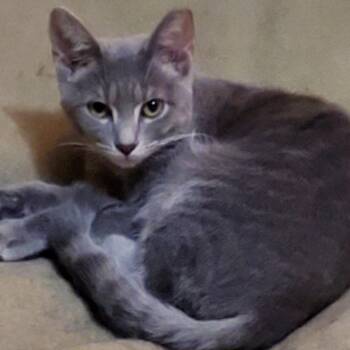 Domestic Short Hair Cats Available for Adoption - Nacho | PetCurious