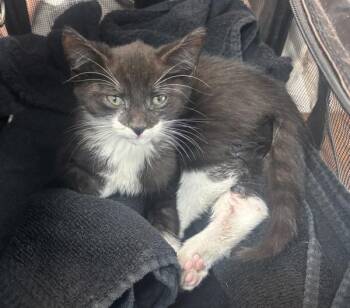 Piano Keys -  Domestic Short Hair Cat for Adoption in New York, New York - Piano Keys | PetCurious