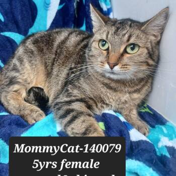 Domestic Long Hair Cats Available for Adoption - Mommy Cat | PetCurious