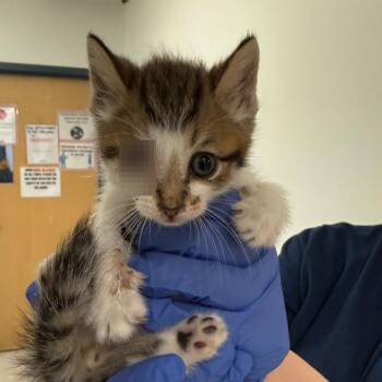 Yunkai -  Domestic Short Hair Cat for Adoption in Philadelphia, Pennsylvania - Yunkai | PetCurious
