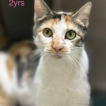 Domestic Short Hair Cats Available for Adoption - Fleur | PetCurious