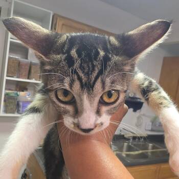 Allison -  Domestic Short Hair Cat for Adoption in Leander, Texas - Allison | PetCurious