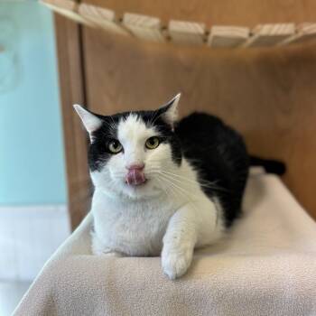 Tavion--In Foster -  Domestic Short Hair Cat for Adoption in Fargo, North Dakota - Tavion--In Foster | PetCurious