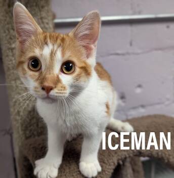 Rescue Domestic Short Hair and Tabby Cats for Adoption in Griffith, Indiana - KITTENS - Male & Female | PetCurious