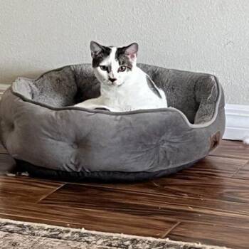 Lincoln K -  Domestic Short Hair Cat for Adoption in Tampa, Florida - Lincoln K | PetCurious
