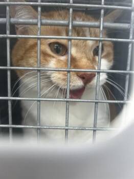 Domestic Short Hair Cats Available for Adoption in Palmetto, Florida - WILSON | PetCurious