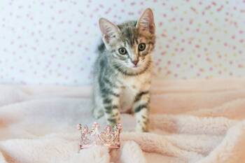 Princess Cuddlestoo -  Tabby and Domestic Short Hair Cat for Adoption in Chandler, Arizona - Princess Cuddlestoo | PetCurious