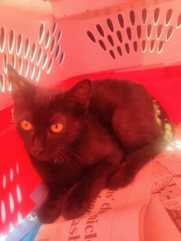 Stan -  Domestic Medium Hair Cat for Adoption in Kannapolis, North Carolina - Stan | PetCurious