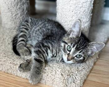Domestic Medium Hair Cats Available for Adoption in Calgary, Alberta - Sega | PetCurious