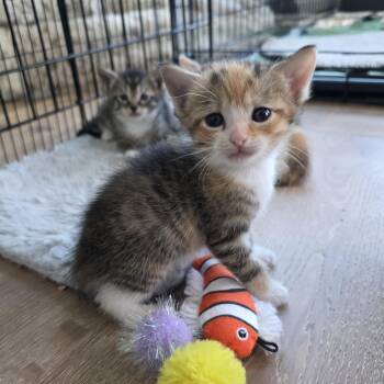 Calico and Domestic Short Hair Cats Available for Adoption - Cosmé | PetCurious