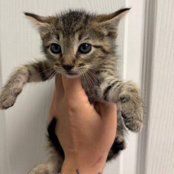 Domestic Short Hair Cats Available for Adoption in Webster, Texas - MLK Jr | PetCurious