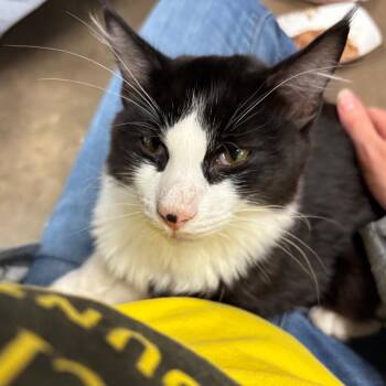 Domestic Medium Hair Cats Available for Adoption in Davenport, Iowa - Bob | PetCurious