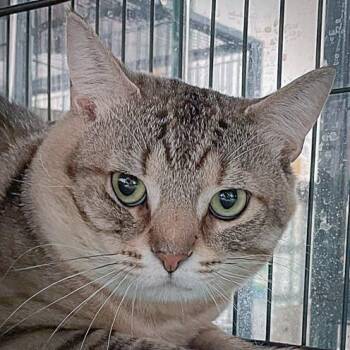 Morgan -  Tabby and Domestic Short Hair Cat for Adoption in Huntley, Illinois - Morgan | PetCurious