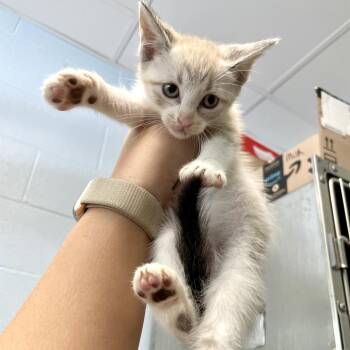 Ilium -  Domestic Short Hair Cat for Adoption in Carencro, Louisiana - Ilium | PetCurious