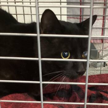 Domestic Short Hair Cats Available for Adoption - Midnight | PetCurious