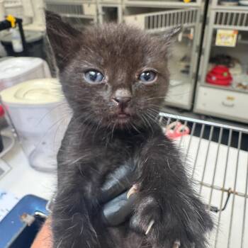 Ms. Biscuits -  Domestic Short Hair Cat for Adoption in Grantsville, Utah - Ms. Biscuits | PetCurious
