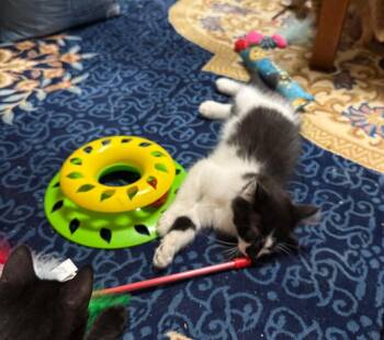 Fabio -  Domestic Medium Hair Cat for Adoption in Breinigsville, Pennsylvania - Fabio | PetCurious