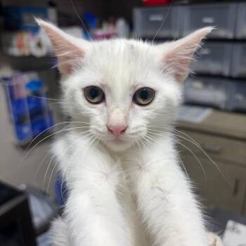 Aurora -  Domestic Short Hair Cat for Adoption in Milton, Florida - Aurora | PetCurious